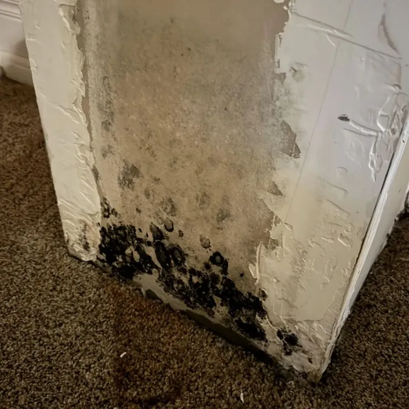 Professional Mold Removal in Powell, OH